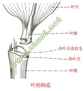 竹葉